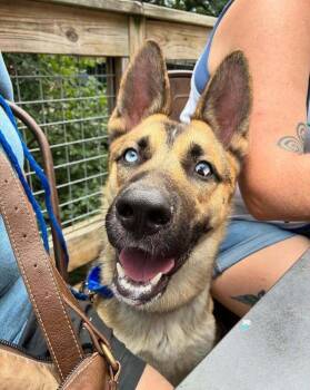 Link (Lock) -  German Shepherd Dog Dog for Adoption in Dallas, Texas - Link (Lock) | PetCurious