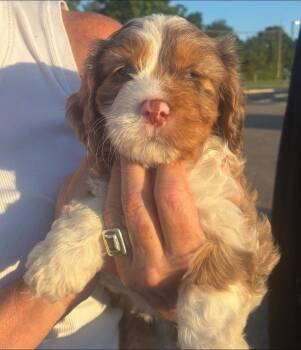Braille -  Cockapoo Dog for Adoption in Anniston, Alabama - Braille | PetCurious