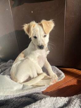 Spaniel Dogs Available for Adoption in Pickering, Ontario - Jon Snow 4270 | PetCurious