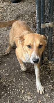 Beagle Dogs Available for Adoption in Pine Bluff, Arkansas - Charlie | PetCurious