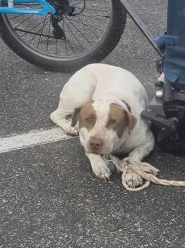 American Staffordshire Terrier Dogs Available for Adoption - YANKEE | PetCurious