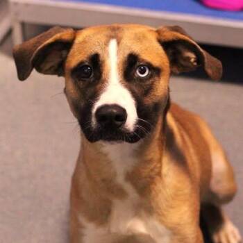 26-01427 -  Boxer and Husky Dog for Adoption in Fredericksburg, Virginia - 26-01427 | PetCurious