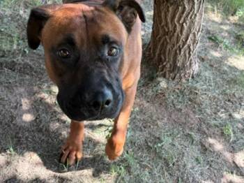 DUDE -  Mastiff and Mixed Breed Dog for Adoption in Tulsa, Oklahoma - DUDE | PetCurious