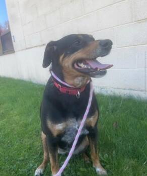 Labrador Retriever and Mixed Breed Dogs Available for Adoption in Pomona, New York - Clover | PetCurious