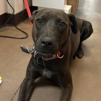 Mavis -  Chocolate Labrador Retriever and Mixed Breed Dog for Adoption in Flagstaff, Arizona - Mavis | PetCurious