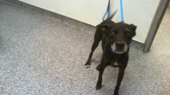 BALI -  Labrador Retriever and Mixed Breed Dog for Adoption in Charlotte, North Carolina - BALI | PetCurious