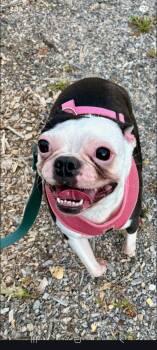 Fergi -  Boston Terrier Dog for Adoption in New York, New York - Fergi | PetCurious