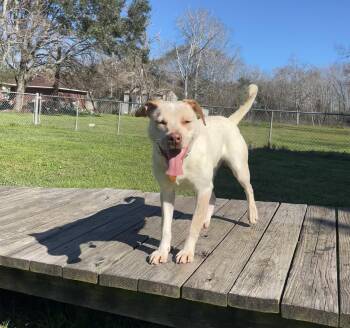 Rescue Catahoula Leopard Dog and American Bulldog Dogs for Adoption in Liverpool, Texas - Hunter | PetCurious