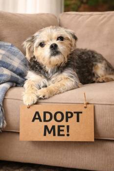 Yorkshire Terrier and Shih Tzu Dogs Available for Adoption - Gracie | PetCurious