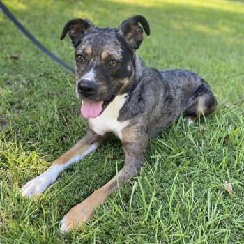 Catahoula Leopard Dog Dogs Available for Adoption - Chai | PetCurious
