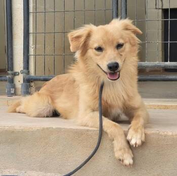 Mixed Breed Dogs Available for Adoption in Marble Falls, Texas - Flynn | PetCurious