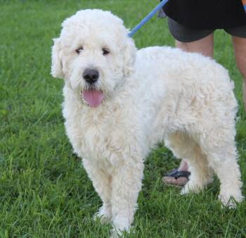 Jimmy Chew -  Poodle Dog for Adoption in Marietta, Ohio - Jimmy Chew | PetCurious