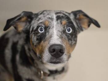 Gnocchi -  Australian Cattle Dog Blue Heeler and Australian Shepherd Dog for Adoption in Portland, Oregon - Gnocchi | PetCurious