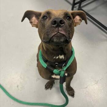 Rescue Mixed Breed Dogs for Adoption in Narberth, Pennsylvania - Darjeeling (Darling) | PetCurious