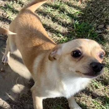 Chihuahua Dogs Available for Adoption - Oso | PetCurious
