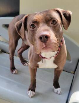 Rescue Pit Bull Terrier and Chocolate Labrador Retriever Dogs for Adoption in Minneapolis, Minnesota - Cinta - SPECIAL FOSTER NEEDED!!! | PetCurious