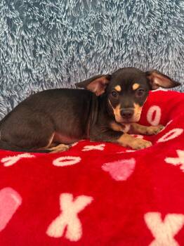 Chihuahua Dogs Available for Adoption in Brookings, Oregon - Taco | PetCurious