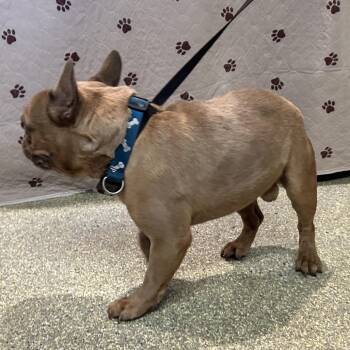 IVHS-Stray-141038 -  French Bulldog Dog for Adoption in San Gabriel, California - IVHS-Stray-141038 | PetCurious