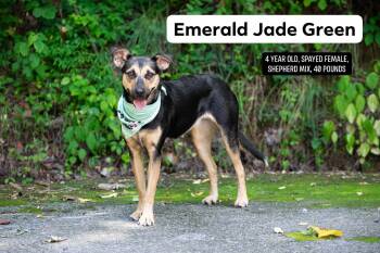 Emerald Jade -  Shepherd Dog for Adoption in Sevierville, Tennessee - Emerald Jade | PetCurious