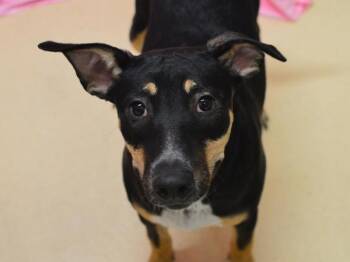 Camie -  American Staffordshire Terrier and Australian Cattle Dog Blue Heeler Dog for Adoption in Portland, Oregon - Camie | PetCurious