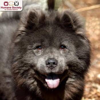 Baby -  Chow Chow Dog for Adoption in Hudson, New Hampshire - Baby | PetCurious