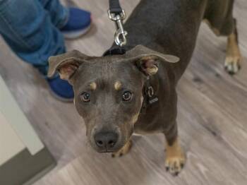 ALDI -  Pit Bull Terrier and Mixed Breed Dog for Adoption in Martinez, California - ALDI | PetCurious