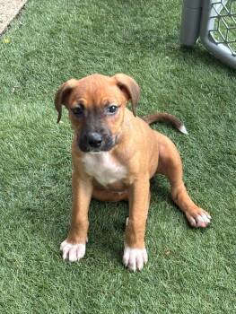 Checkers -  Mixed Breed Dog for Adoption in Kenosha, Wisconsin - Checkers | PetCurious