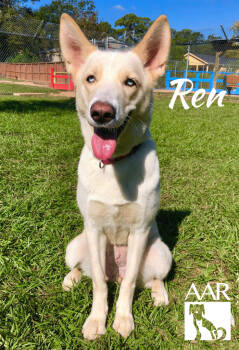 Rescue Shepherd and Husky Dogs for Adoption in Magnolia, Texas - Ren | PetCurious