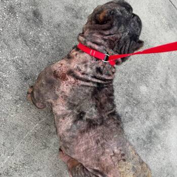 Liberty -  Mixed Breed Dog for Adoption in Leander, Texas - Liberty | PetCurious