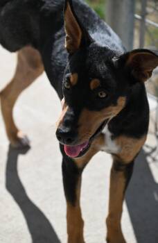 Byrdie -  Mixed Breed Dog for Adoption in Saratoga Springs, New York - Byrdie | PetCurious