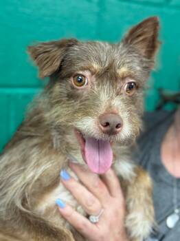 Terrier Dogs Available for Adoption in Blue Springs, Missouri - Teddy Eddy | PetCurious