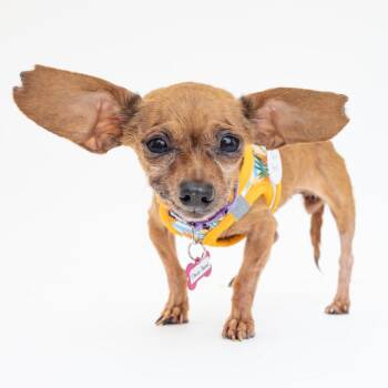 Dawn Patrol 14568 -  Chihuahua Dog for Adoption in San Francisco, California - Dawn Patrol 14568 | PetCurious