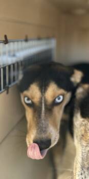 Rescue Cattle Dog and Husky Dogs for Adoption in Fresno, California - Artemis | PetCurious