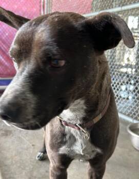 Rescue Australian Shepherd Dogs for Adoption in Victorville, California - SEIZED 3830 HOLD PENDING (A1) | PetCurious