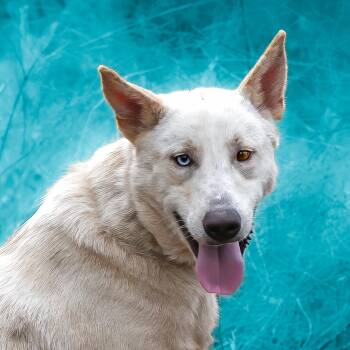 Rescue German Shepherd Dog and Cattle Dog Dogs for Adoption in Livingston, Texas - Bobby | PetCurious