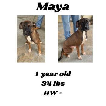 Rescue Black Mouth Cur and Mixed Breed Dogs for Adoption in Albany, Georgia - Maya | PetCurious