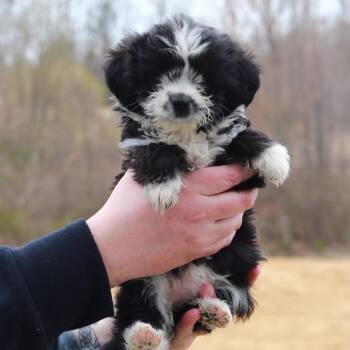 Chihuahua Dogs Available for Adoption in Stormville, New York - CT Tippy Avail May 2 | PetCurious