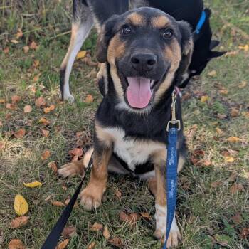 Rescue German Shepherd Dog and Labrador Retriever Dogs for Adoption in Crystal Lake, Illinois - Cheeto | PetCurious