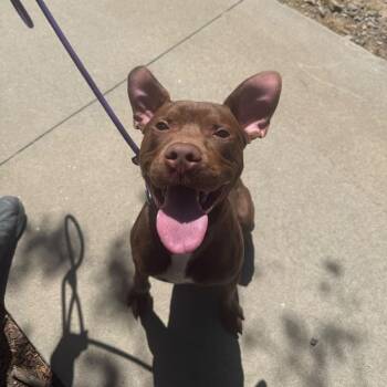 Mixed Breed Dogs Available for Adoption in Asheville, North Carolina - Bounce | PetCurious