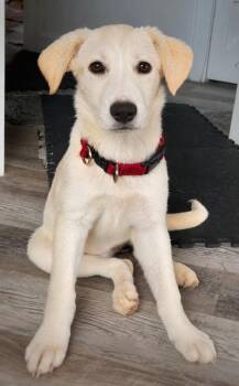 FIFA World Pup -  Great Pyrenees Dog for Adoption in Princeton, Massachusetts - FIFA World Pup | PetCurious