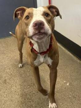 Tucker -  Pit Bull Terrier Dog for Adoption in Cleveland, Ohio - Tucker | PetCurious