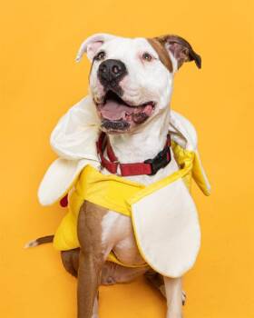 Rescue American Staffordshire Terrier Dogs for Adoption in Fort Lauderdale, Florida - QUINCY | PetCurious
