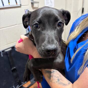 Mixed Breed Dogs Available for Adoption in Milton, Florida - Raven | PetCurious
