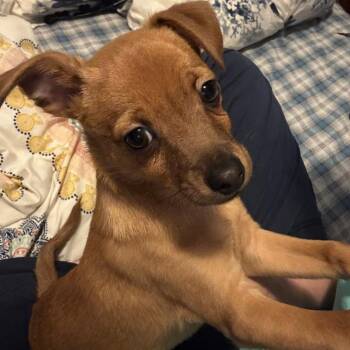 Derek James -  Mixed Breed Dog Available for Adoption in Mentor, Ohio - Derek James | PetCurious
