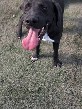 Fletcher -  Labrador Retriever and Hound Dog for Adoption in Statesville, North Carolina - Fletcher | PetCurious