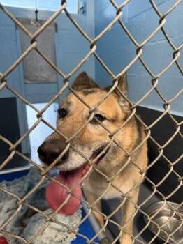 Nala- 2 -  German Shepherd Dog and Mixed Breed Dog for Adoption in Daytona Beach, Florida - Nala- 2 | PetCurious