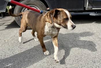 CHEWIE -  Pit Bull Terrier and Mixed Breed Dog for Adoption in Kent, Washington - CHEWIE | PetCurious