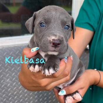 Kielbasa -  American Staffordshire Terrier and Staffordshire Bull Terrier Dog for Adoption in Tampa, Florida - Kielbasa | PetCurious