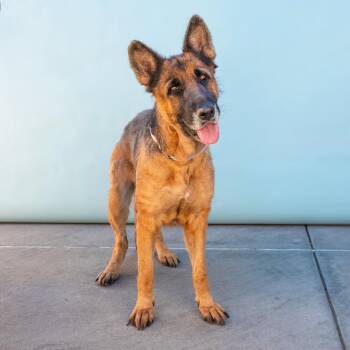 JUNE BUG -  German Shepherd Dog Dog for Adoption in Pasadena, California - JUNE BUG | PetCurious