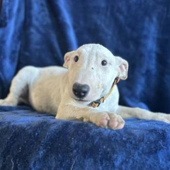 Floyd -  Bull Terrier Dog for Adoption in Red Bluff, California - Floyd | PetCurious